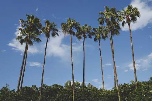 tree brown and green coconut palm trees under blue sky plant